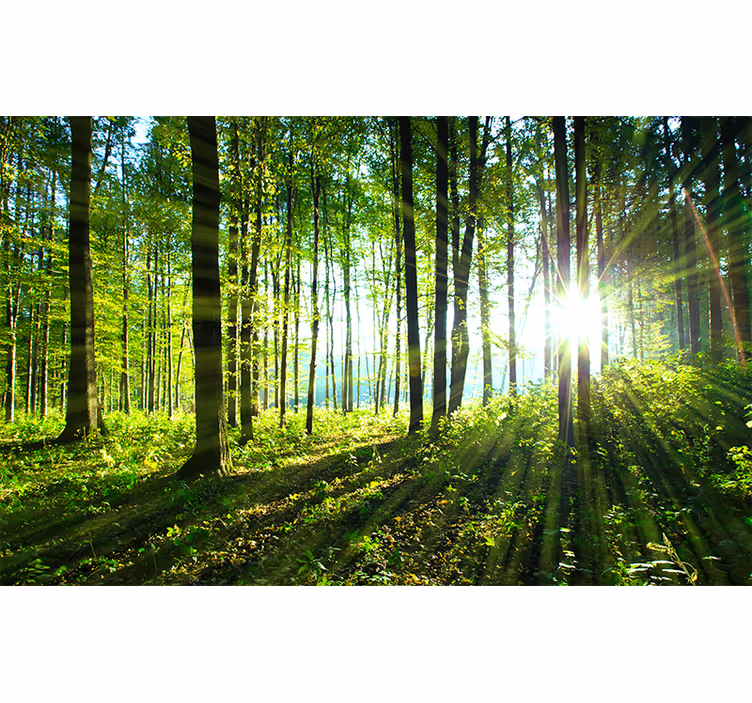 Bedroom roller blind forest landscape mural reflection - TenStickers