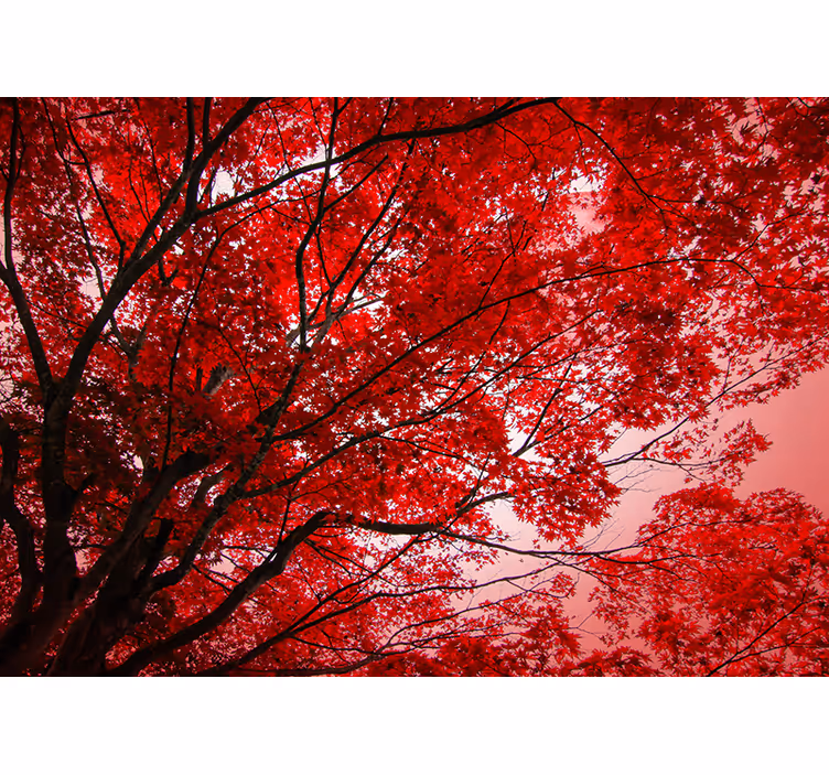 Living room roller blind red branches design - TenStickers