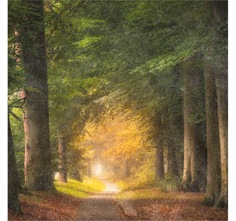 Office roller blind a walk through the forest - TenStickers