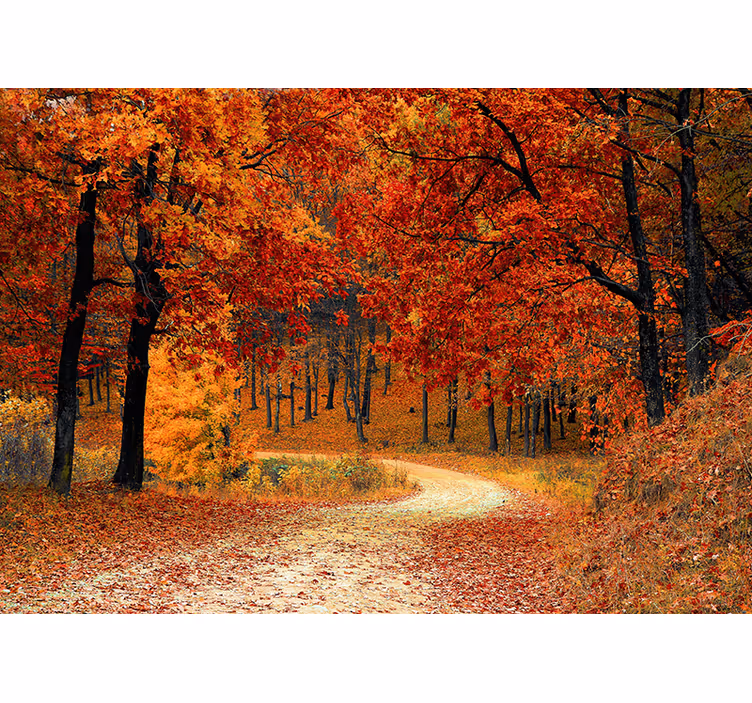 Orange roller blind autumn trees wallpaper - TenStickers