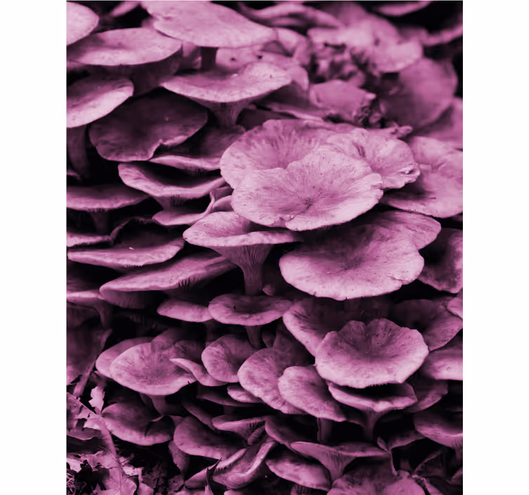 Pink mushrooms gills Blind painting - TenStickers