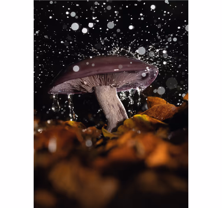Wild mushroom under rain Blind painting - TenStickers
