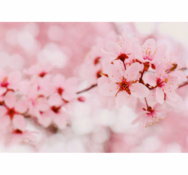 Cherry Blossom Elegance flowers and plants roller blind - TenStickers