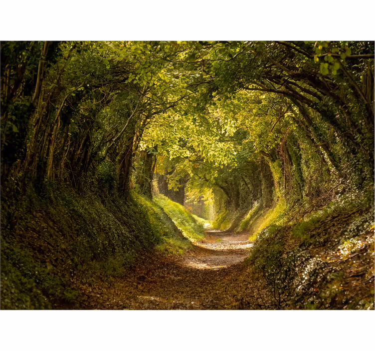 Forest wall mural immersive forest mural - TenStickers