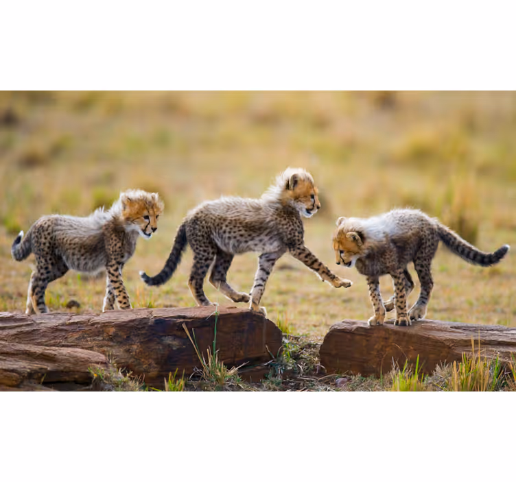 Africa wall mural cute cheetah cubs - TenStickers