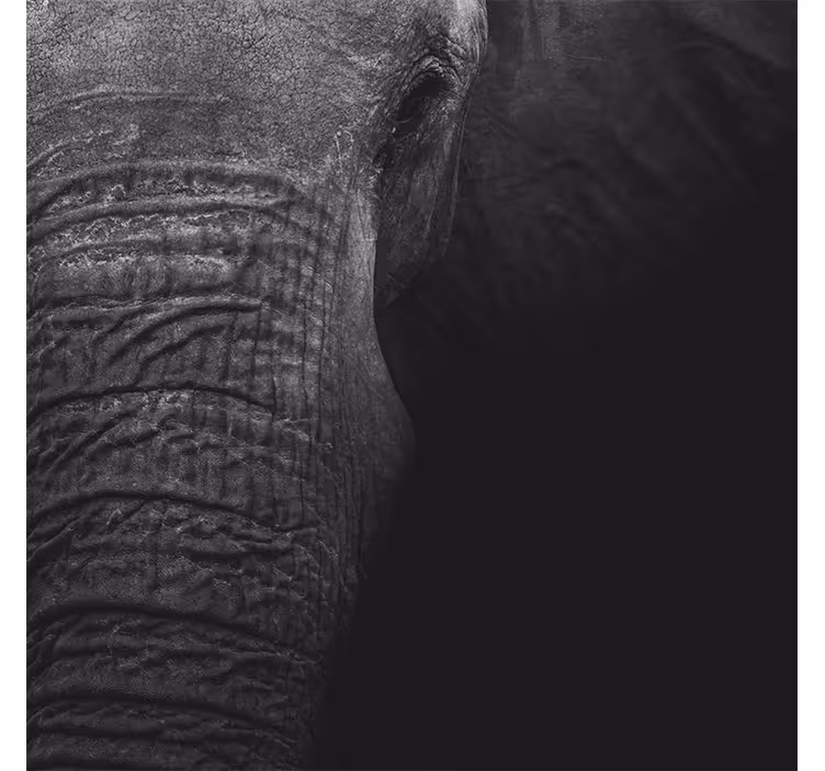 Africa wall mural elegant dark elephant - TenStickers