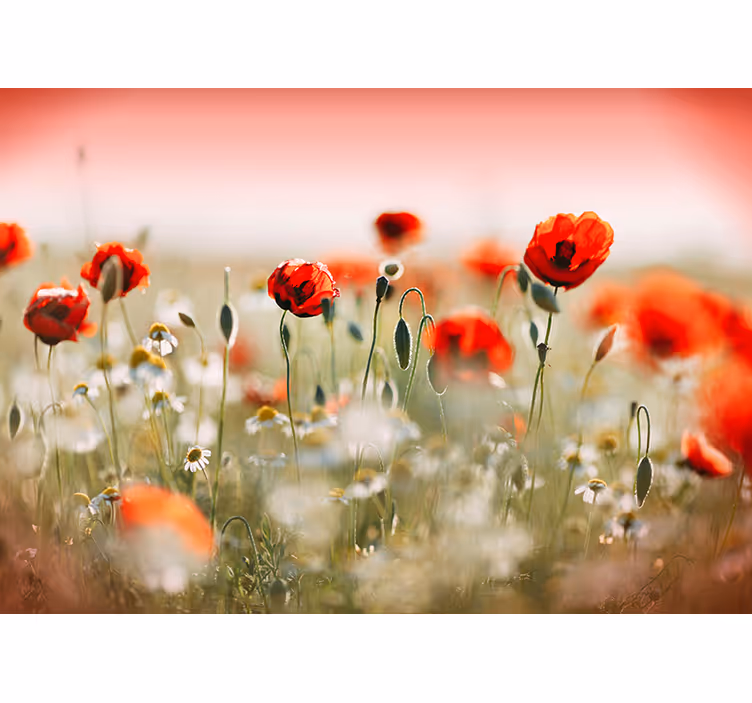 Hallway mural poppy field wall mural - TenStickers