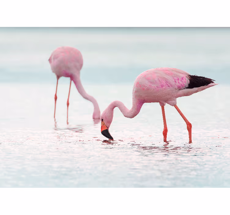 Hallway mural of a beautiful pink flamingo in water - TenStickers