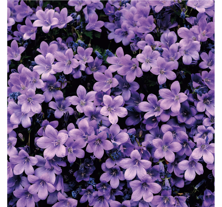 Purple wall mural with soft purple flowers - TenStickers