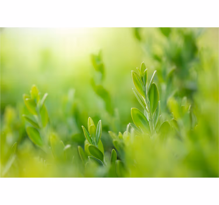 Entrance wall mural light green spring leaves - TenStickers