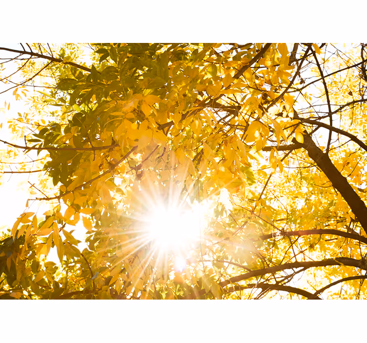 Sunlight glimpsing through a forest wall mural - TenStickers