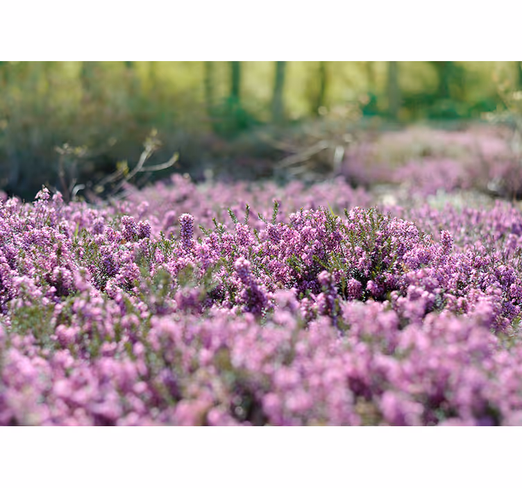Blooming Heather flower mural - TenStickers