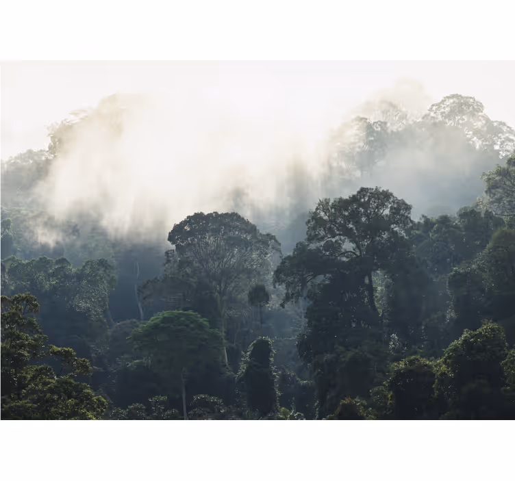 Nature wall mural misty forest view - TenStickers