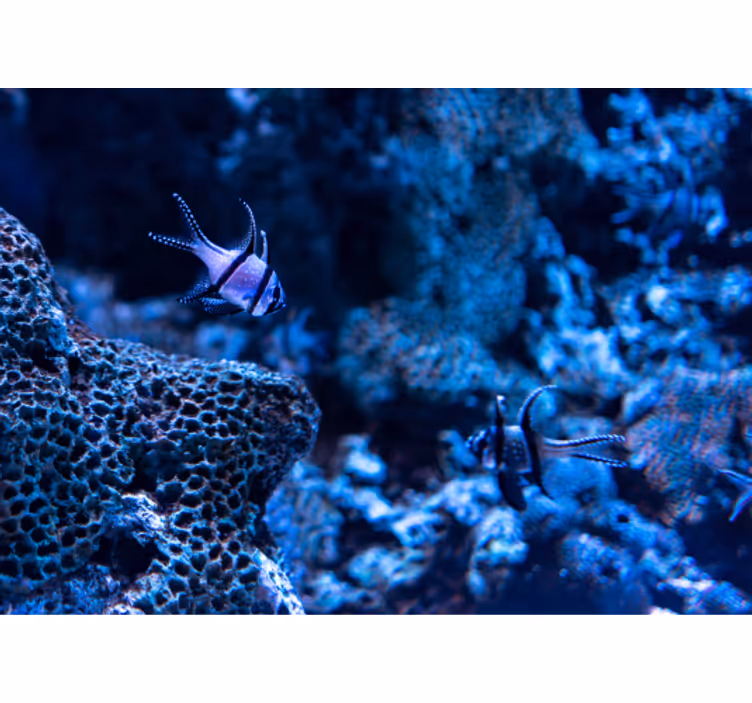 Coral Reef Fish animal wall mural - TenStickers