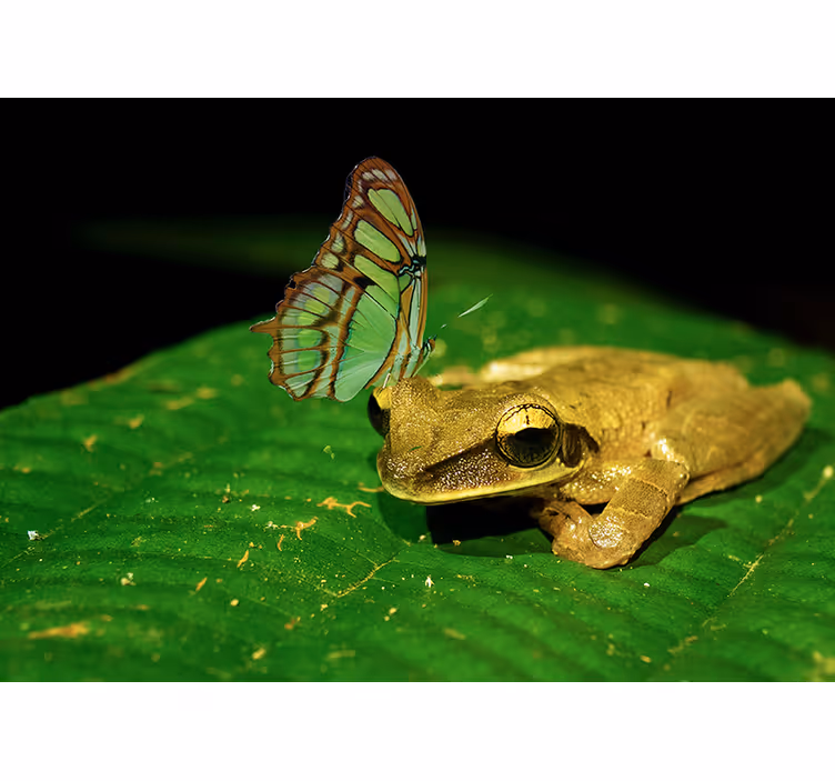 Peaceful confrontation frog wall mural - TenStickers