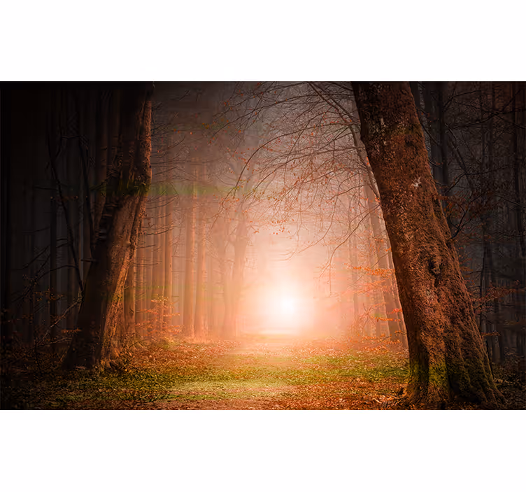 Enigmatic Woodland Trail forest wall mural - TenStickers