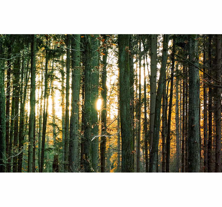 Radiant Woodland View forest wall mural - TenStickers