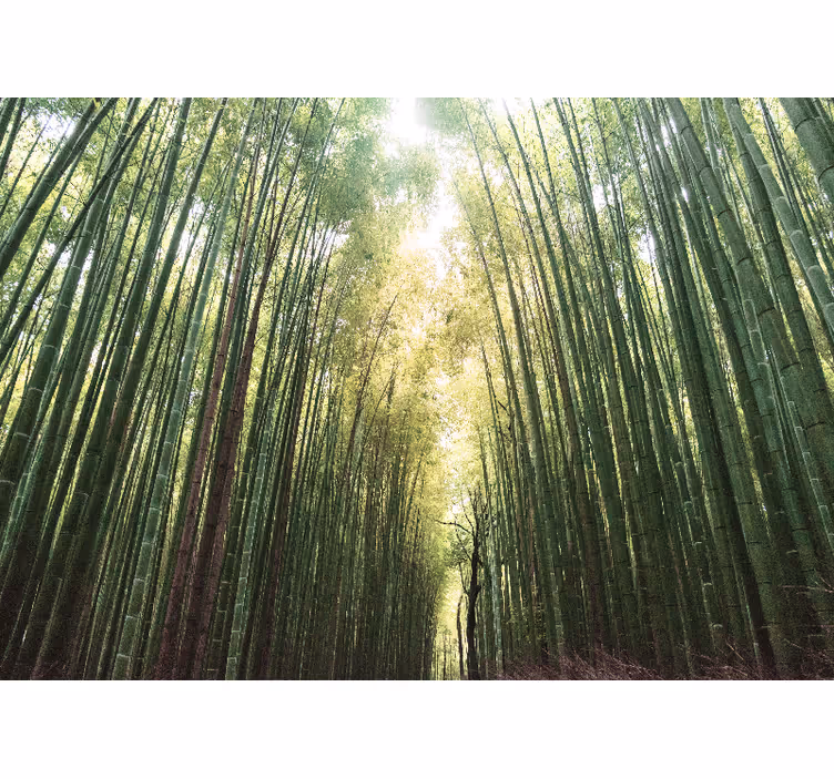 Jungle wall mural bamboo grove trail - TenStickers