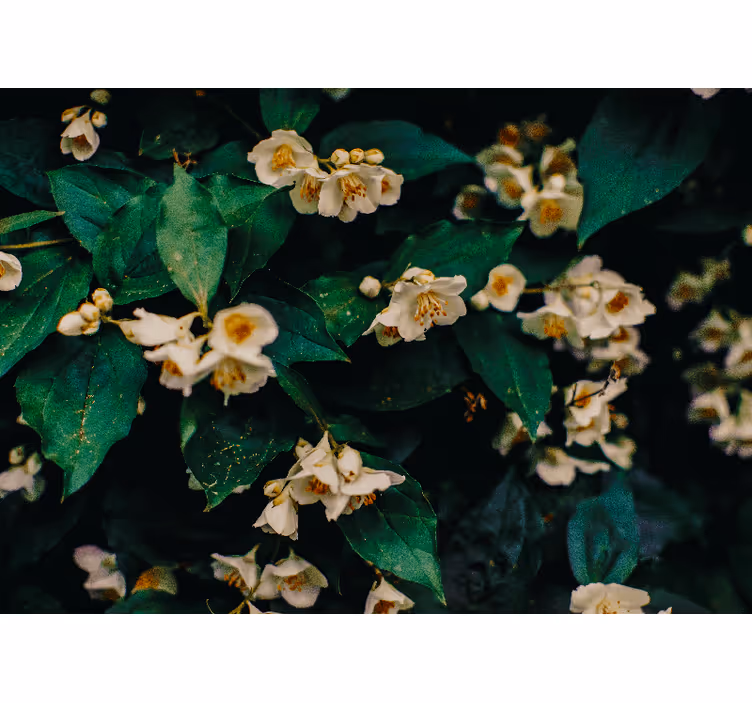 Flower mural delicate white blossoms - TenStickers