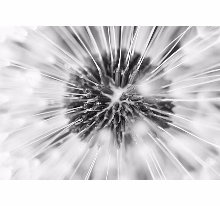 Dandelion mural dandelion seed burst - TenStickers