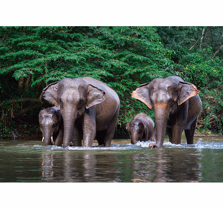 Elephants in Water animal wall mural - TenStickers
