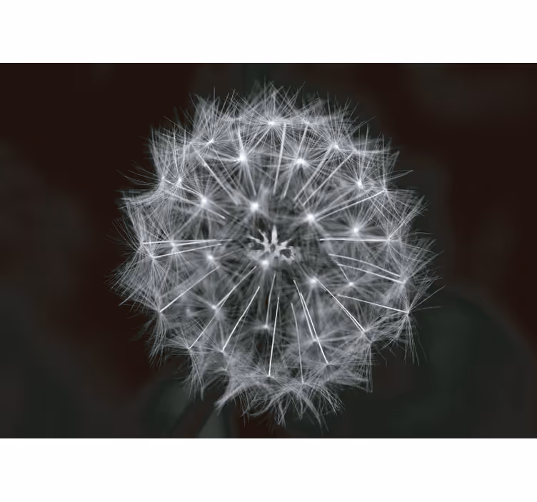 Dandelion mural delicate dandelion burst - TenStickers