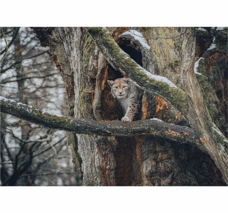 Wild lynx with tree wall mural - TenStickers