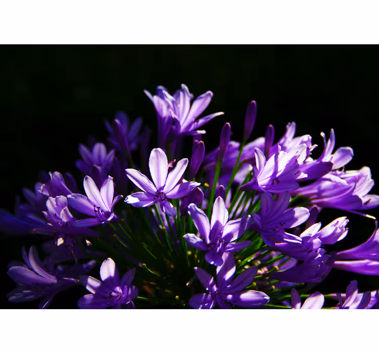 Purple flowers Kitchen Wall Mural - TenStickers