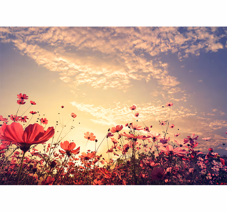 Flower mural cosmos flower field - TenStickers