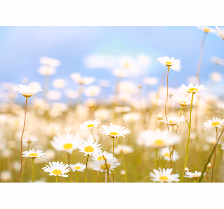 Daisies in Bloom flower mural - TenStickers