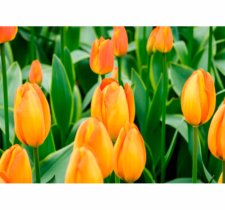 Tulip mural celebrating tulip blooms abundance - TenStickers