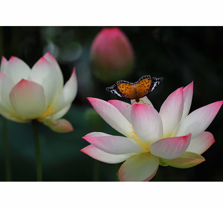 Elegant Lotus Blossom flower mural - TenStickers