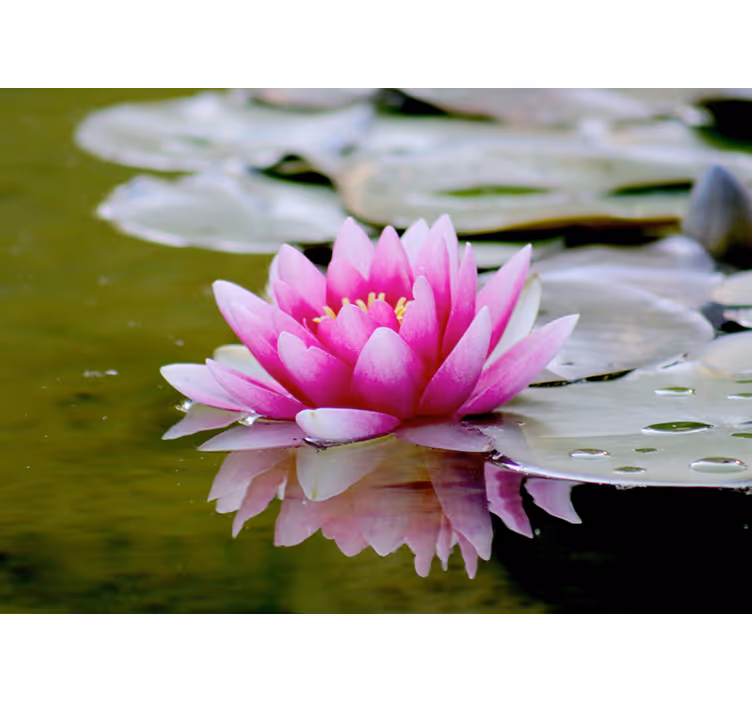 Graceful Pink Lotus flower mural - TenStickers