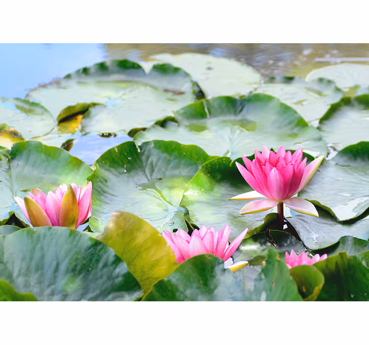Lined lotus flowers wall mural - TenStickers