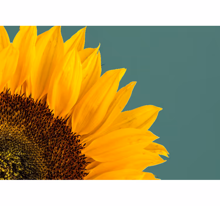 Sunflower close up wall mural - TenStickers