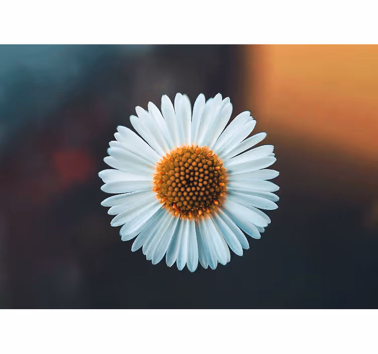 Flower mural daisy floral design - TenStickers