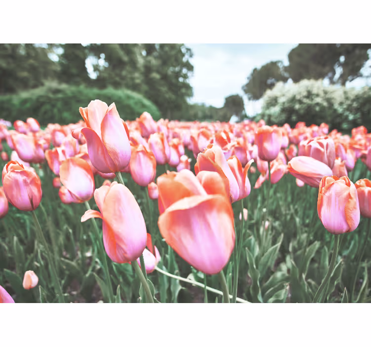 Poppy wall mural tulip field blossom - TenStickers