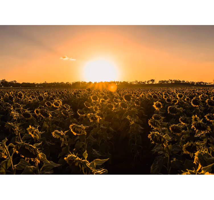 Sunflower field sunrise wall mural - TenStickers