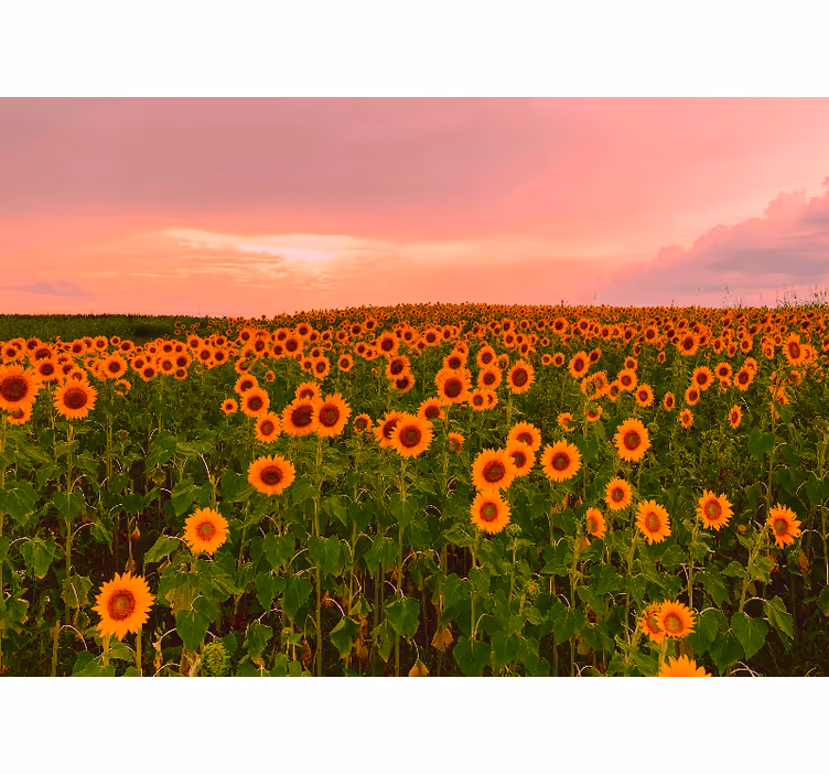 Vibrant sunflower field flower mural - TenStickers