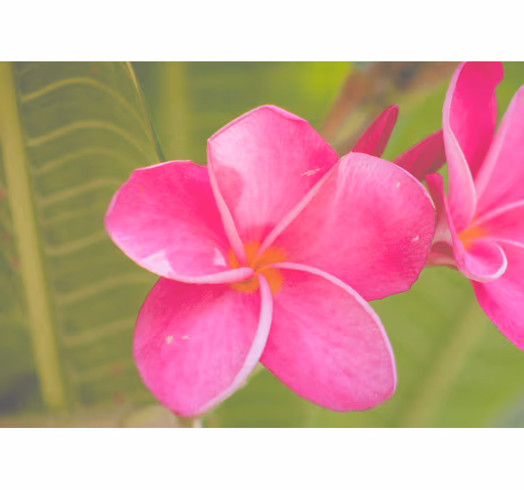 Flower mural in soft pink floral design - TenStickers