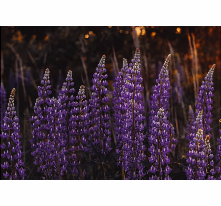 Flower mural purple flower fields - TenStickers