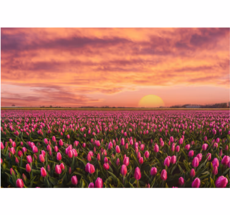 Flower mural tulip field at sunset - TenStickers