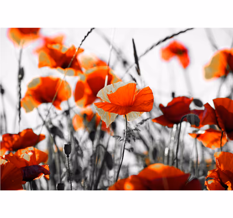 Poppy flowers red black Poppy Wall Mural - TenStickers