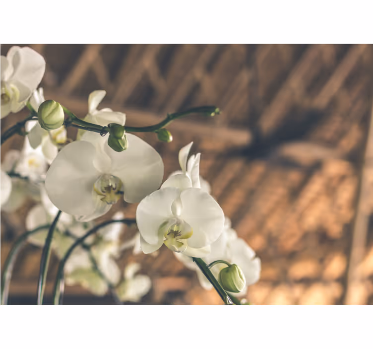 Orchid mural elegant orchid blossoms - TenStickers