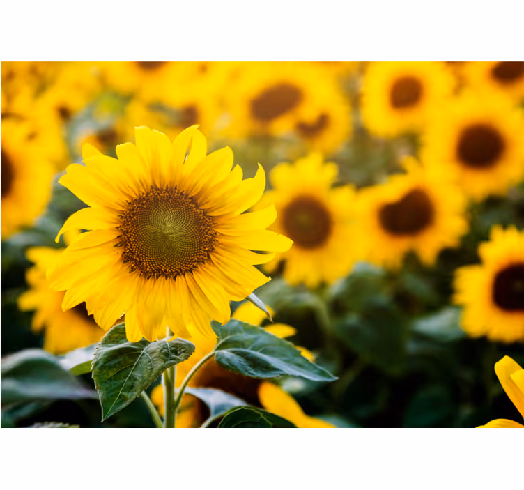 Flower mural sunflower field blossom - TenStickers