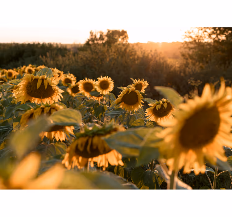 Sunflower sunshine wall mural - TenStickers