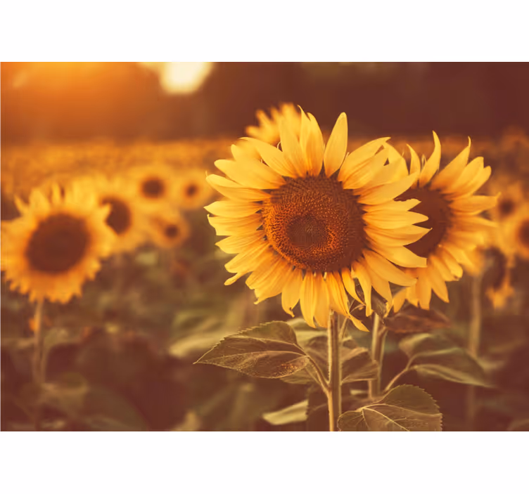 Flower mural sunflower fields - TenStickers