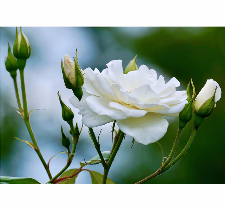 White rose cute pic rose wall mural - TenStickers