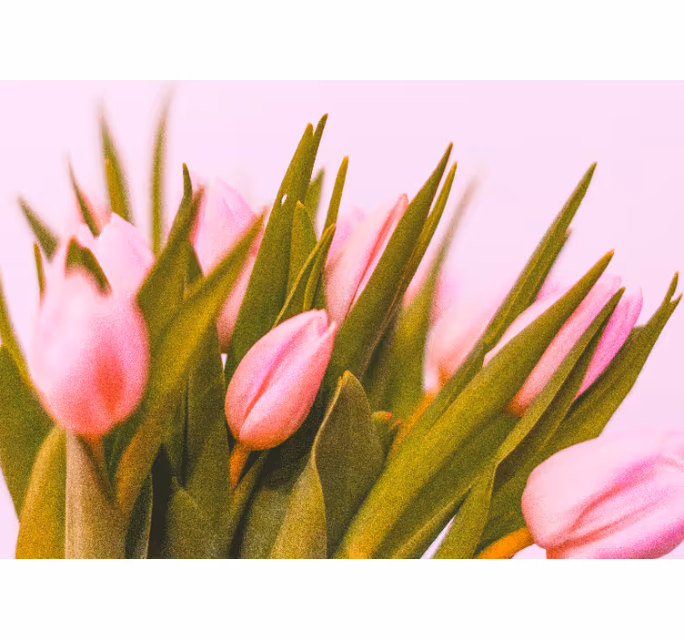 Poppy wall mural pink tulip blooms - TenStickers