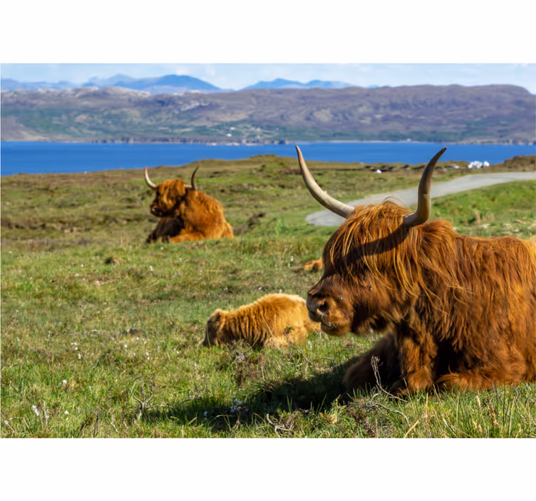 Nature wall mural highland cattle grazing - TenStickers